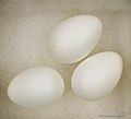 Glossy white eggs