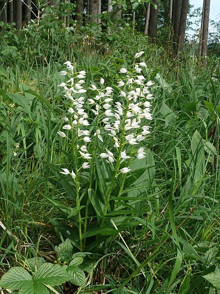 File:Cephalanthera longifolia 300508.jpg