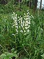 Narrow-leaved helleborine.