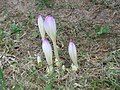 Colchicum byzantinum buds