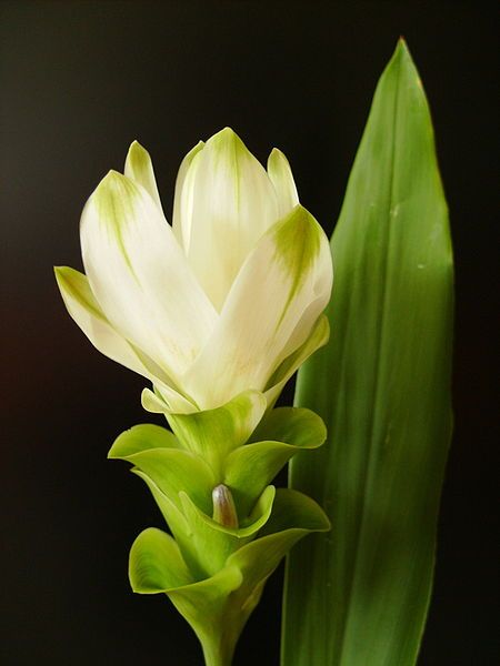 File:Curcuma longa.jpg