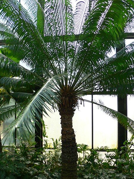 File:Cycas circinalis 2.jpg