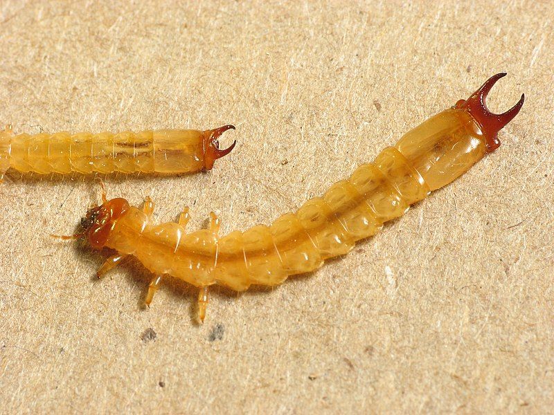 File:Dendroides canadensis larvae.jpg