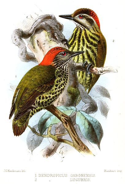 File:DendropicusKeulemans.jpg