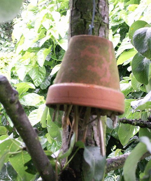 File:Dermaptera flowerpot.jpg