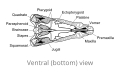 Skull of Dimetrodon, ventral view