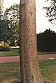 Bark of C2715, Edinburgh (see 'Cultivation')