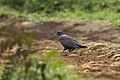 Eastern bronze-naped pigeon