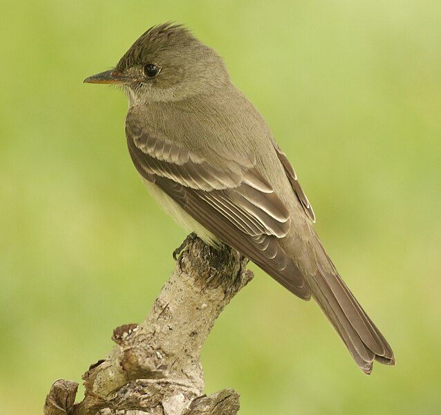 File:Eastern Wood-Pewee Tex.jpg