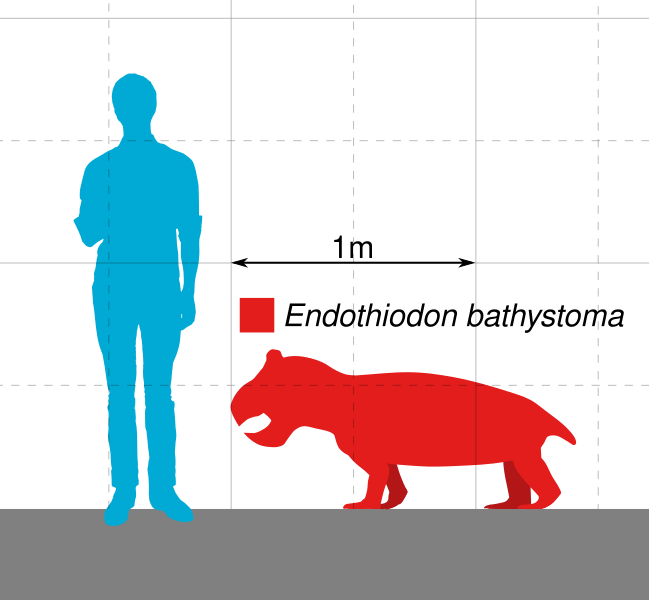 File:Endothiodon Scale V3.svg