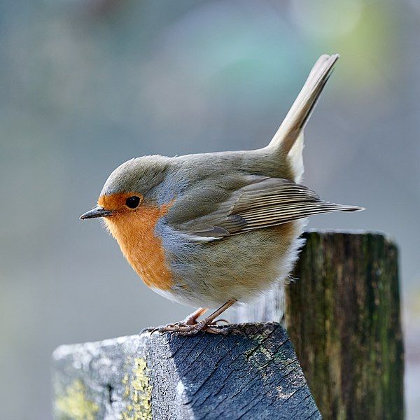 File:Erithacus rubecula profile.jpg