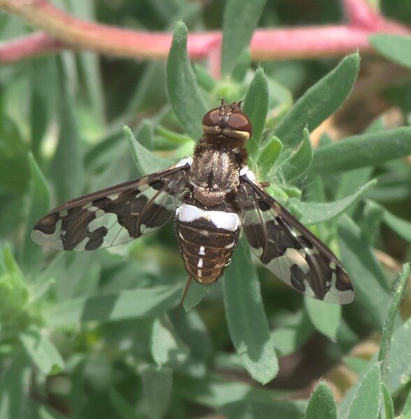 File:Exoprosopa caliptera P1290853b.jpg