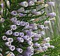 Fabiana imbricata f. violacea: the curious genus Fabiana includes species bearing a remarkable likeness to plants of the unrelated genus Erica.