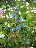 Alpine gentian