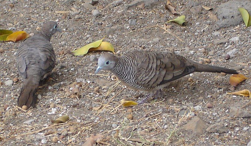 File:Geopelia-striata-Réunion.jpg