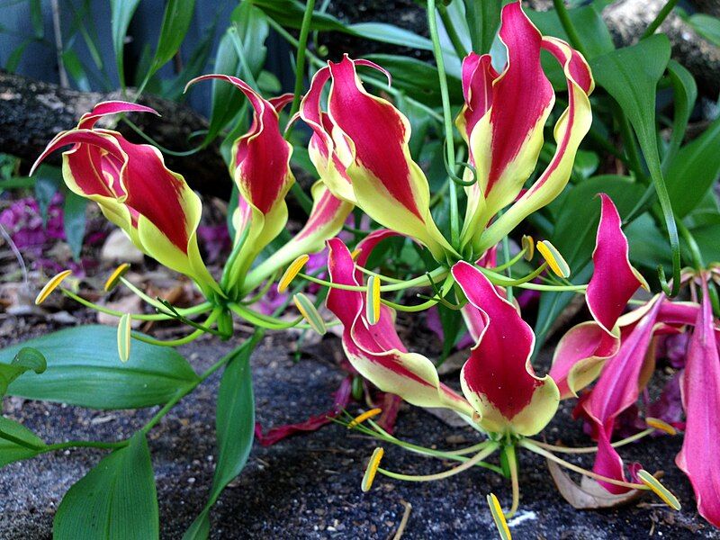 File:Gloriosa lily.jpg