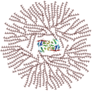 Schematic 2-D cross-sectional view of glycogen. A core protein of glycogenin is surrounded by branches of glucose units. The entire globular granule may contain approximately 30,000 glucose units.[22]