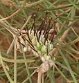 Black form, flower detail near Northam