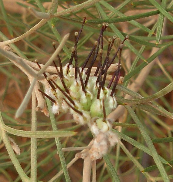 File:Grevillea roadverge-3.JPG