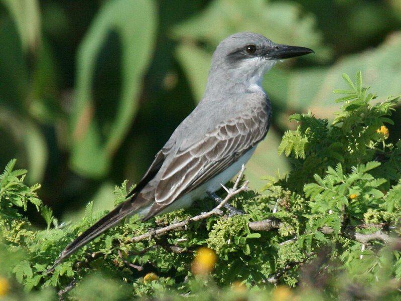 File:Grey Kingbird (Tyrannides).jpg