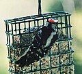 Hairy Woodpecker on feeder.