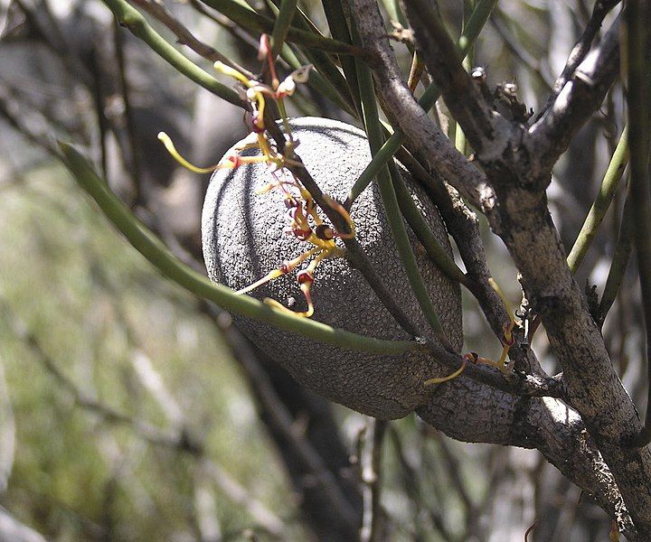 File:Hakea platysperma fruit.jpg