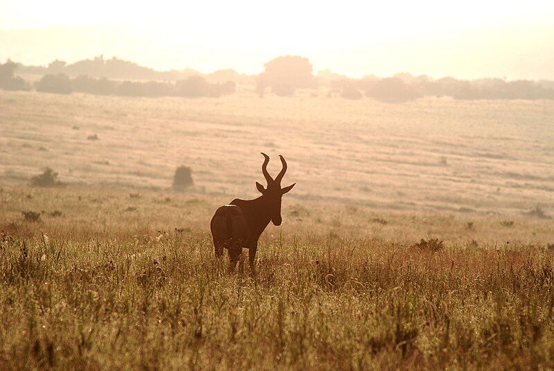 File:Hartebeest (Addo).JPG