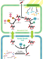 Image 36The C4 carbon concentrating mechanism (from Evolutionary history of plants)