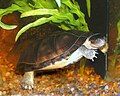 African helmeted turtle