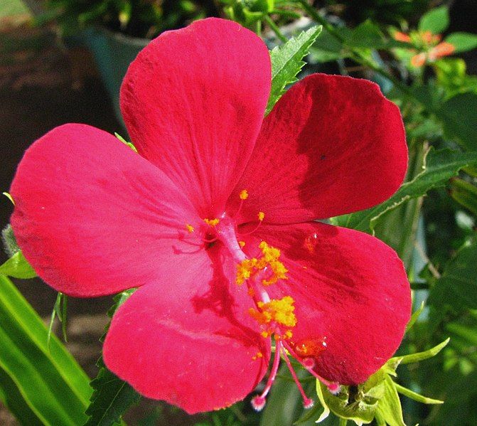 File:Hibiscus phoeniceus (5228027871).jpg