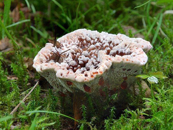 Hydnellum ferrugineum, commonly known as the mealy tooth fungus