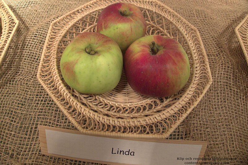 File:Linda Apple.jpg