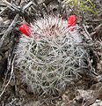 Mammillaria tetrancistra