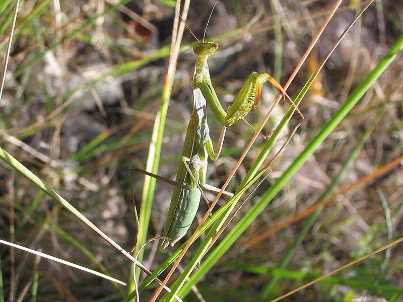 File:Mantis religiosa.JPG