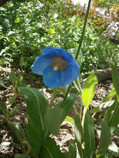 File:Meconopsis grandis 02.jpg