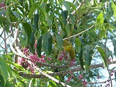 A Yellow Honeyeater (Stomiopera flava) gathering nectar in a little evodia