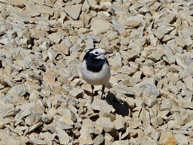 File:Motacilla alba alboides.jpg