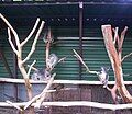 Mother and baby Koalas at Lone Pine Koala Sanctuary