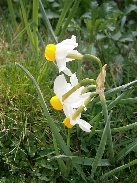 File:Narcissus italicus RHu.JPG