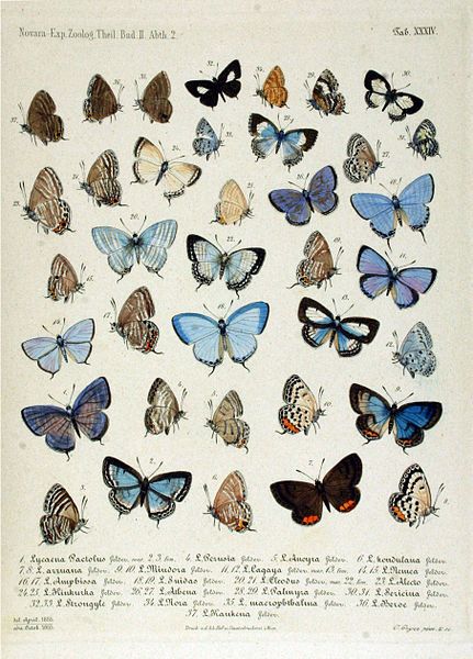 File:NovaraExpZoologischeTheilLepidopteraAtlasTaf34.jpg