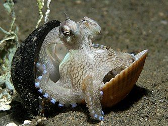 Coconut octopus