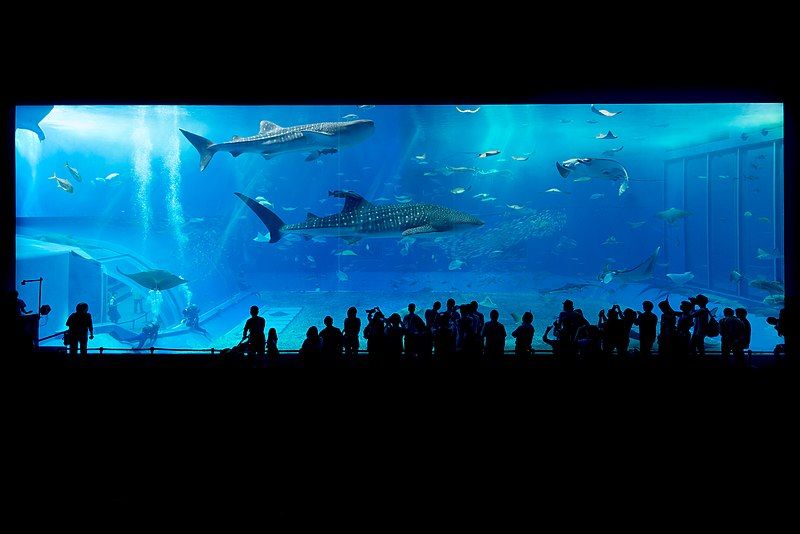 File:Okinawa Aquarium.jpg