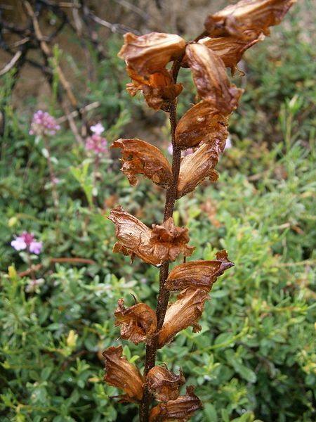 File:Orobanche alba 02.JPG