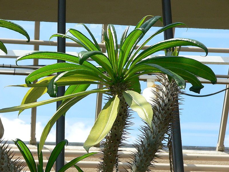 File:Pachypodium geayi1.jpg