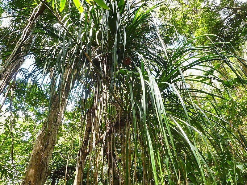 File:Pandanus-conicus-SF24332-02.jpg