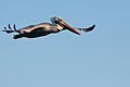 Brown Pelican (Pelecanus occidentalis californicus) at San Francisco Bay