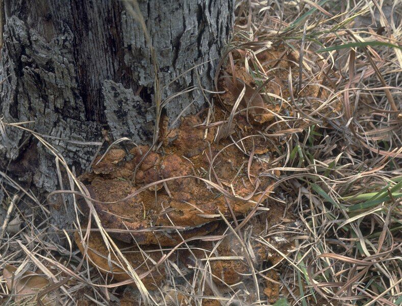 File:Phellinus gilvus.jpg