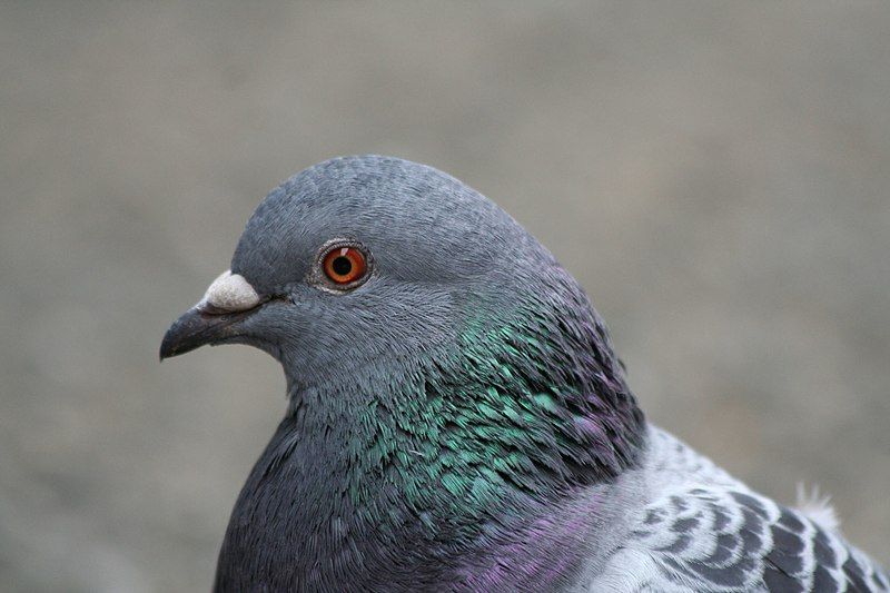 File:Pigeon close-up.jpg