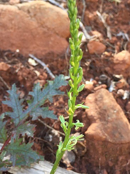 File:Platanthera Leptopetala flower.jpg