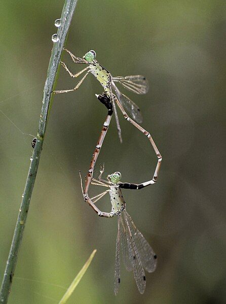 File:Platylestes kirani mating.jpg